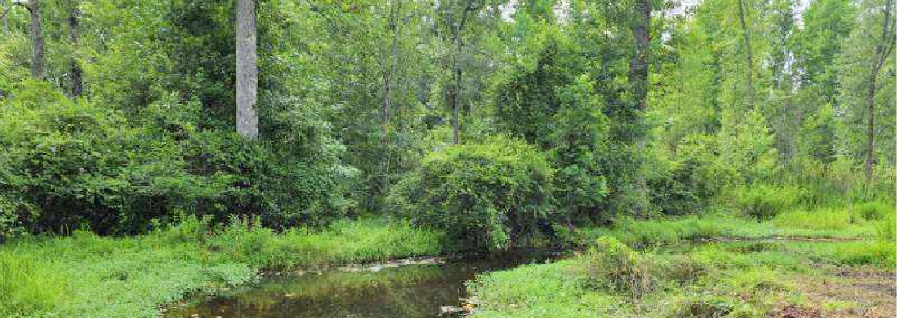 Dean Nichols Road Homesite Main Photo
