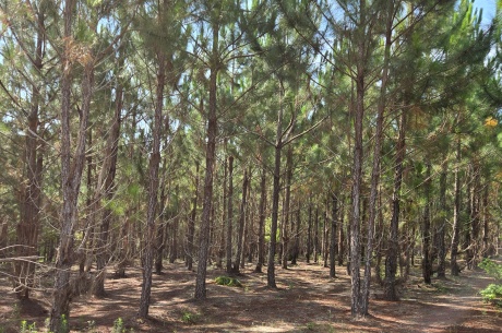 Crawford County Slash Plantation