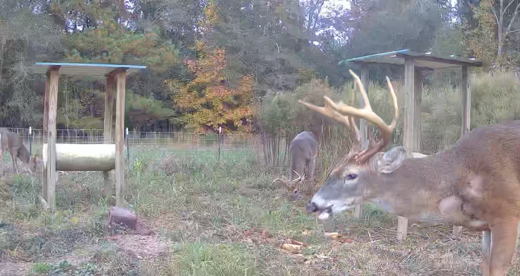 Little Ogeechee Retreat Photo