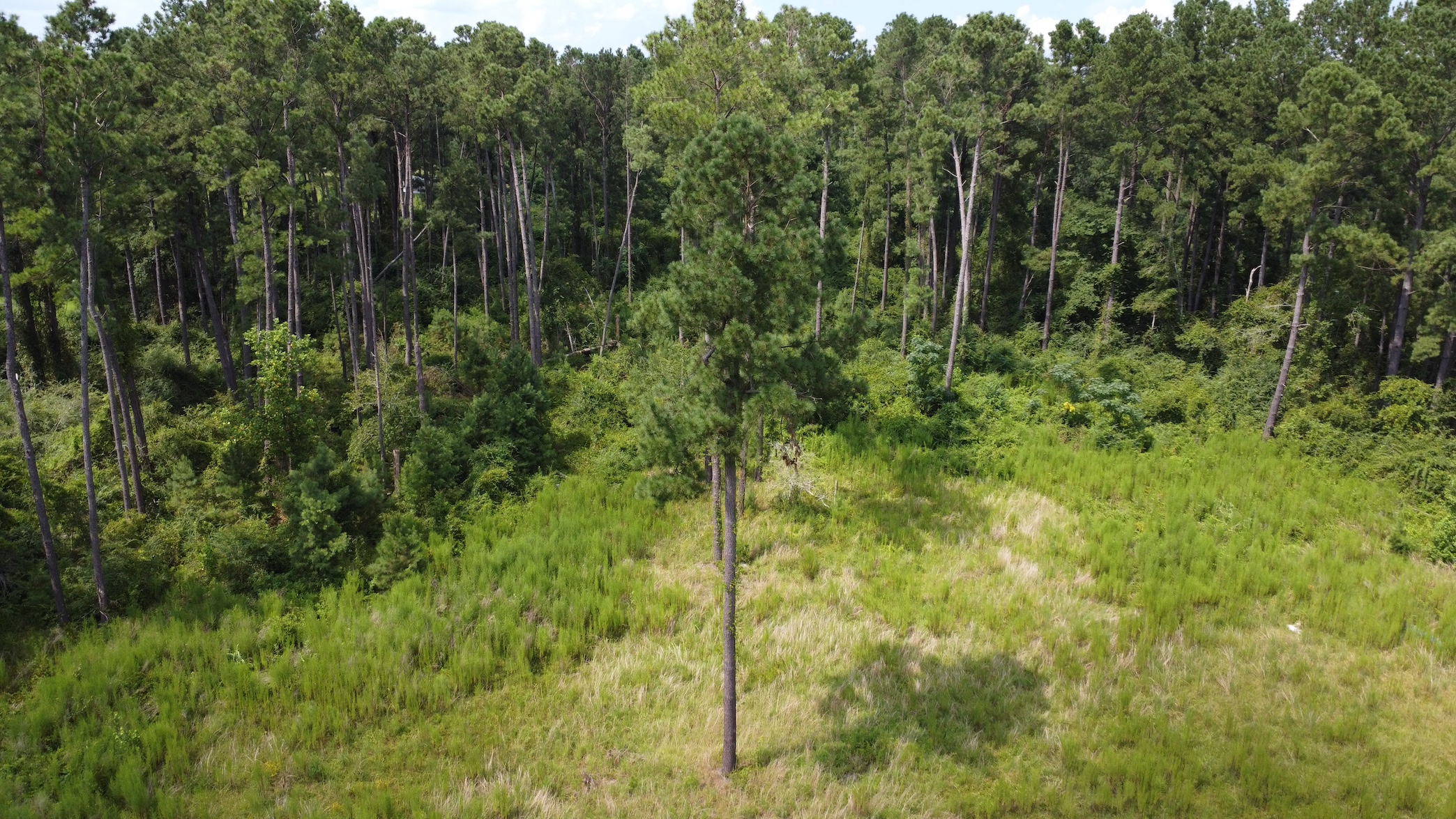 Riggs Mill Homesite. Photo
