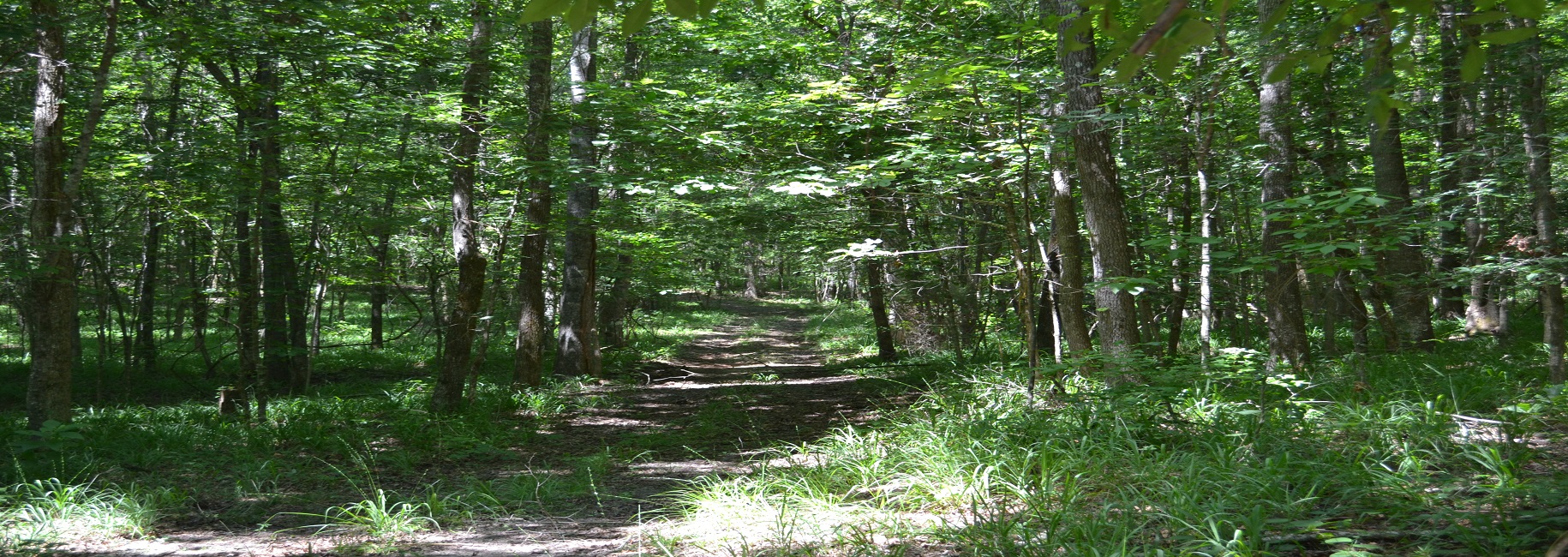 Ripley Woods Main Photo