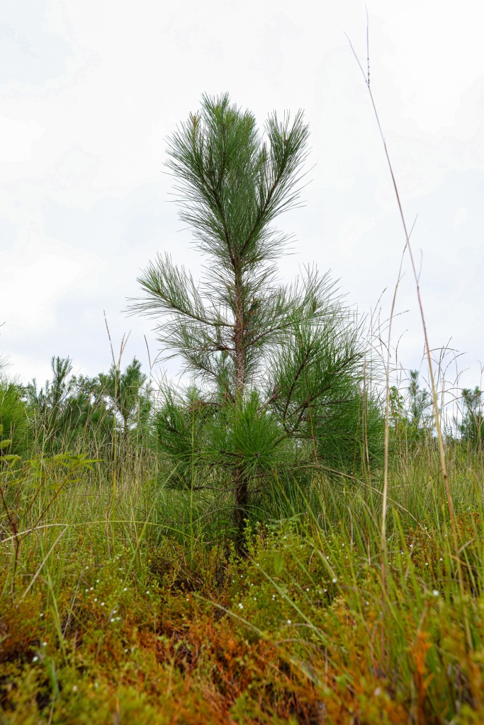 Batson Creek – Tract 4 Photo