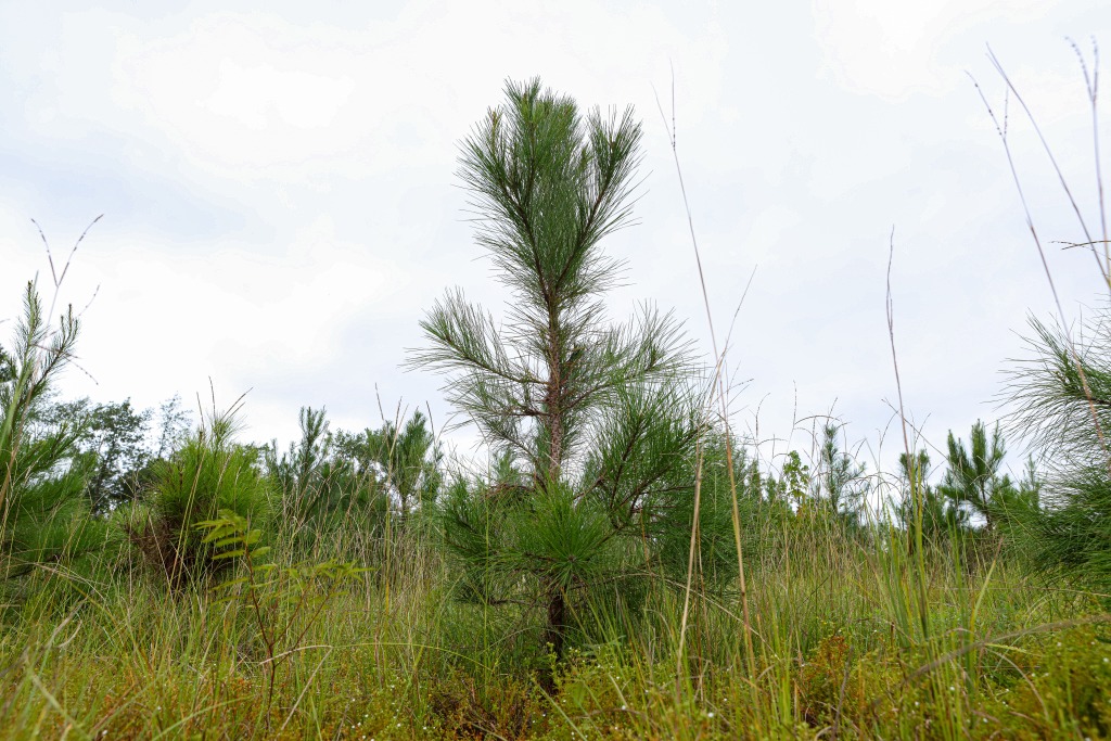 Batson Creek – Tract 4 Photo