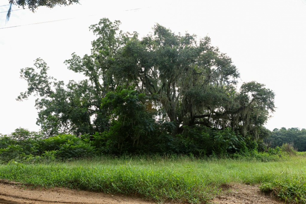 Twin Forks – Tract 1 Photo
