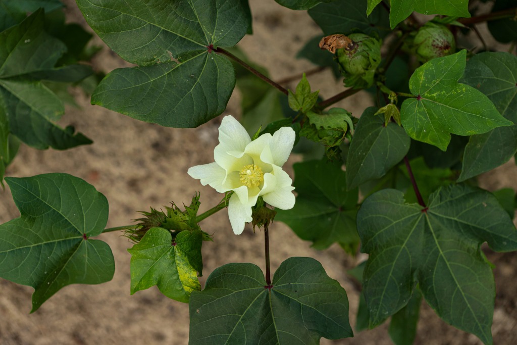 Twin Forks – Tract 2 Photo
