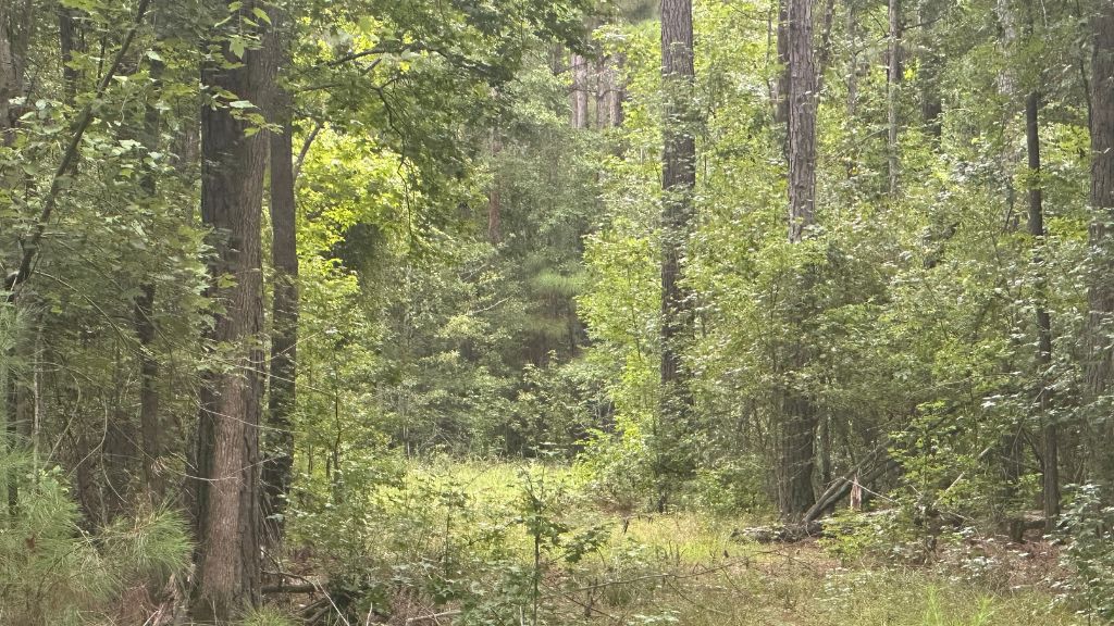Duck Hole Photo