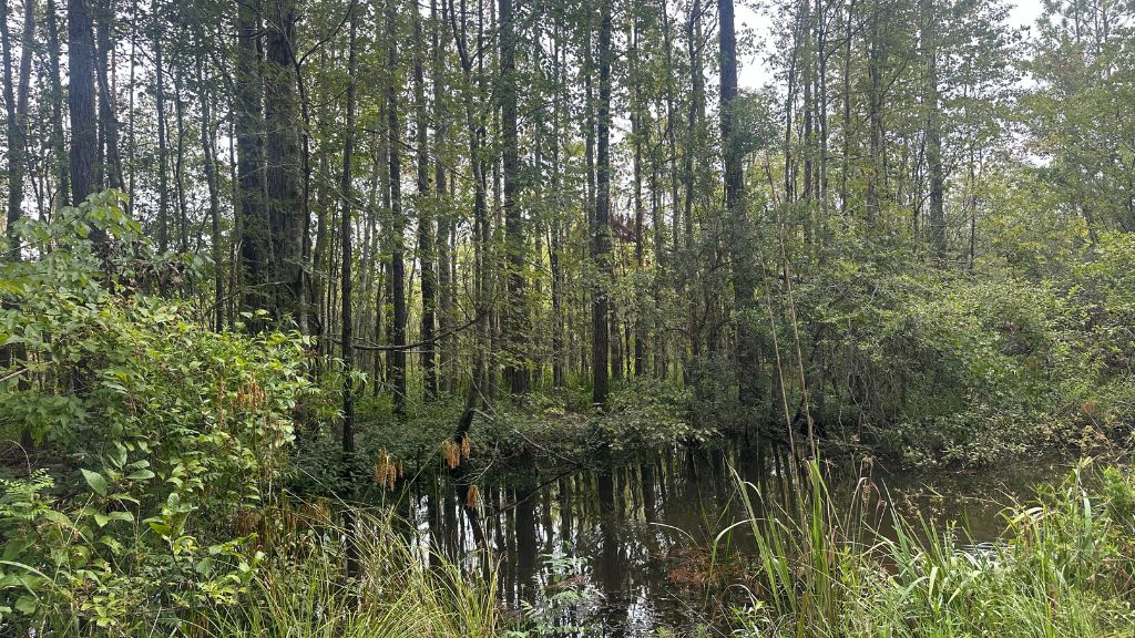 Duck Hole Photo
