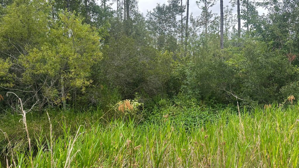 Duck Hole Photo