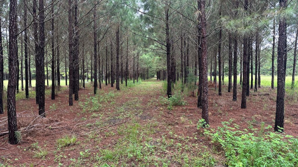 Hwy 67 Homesite Photo