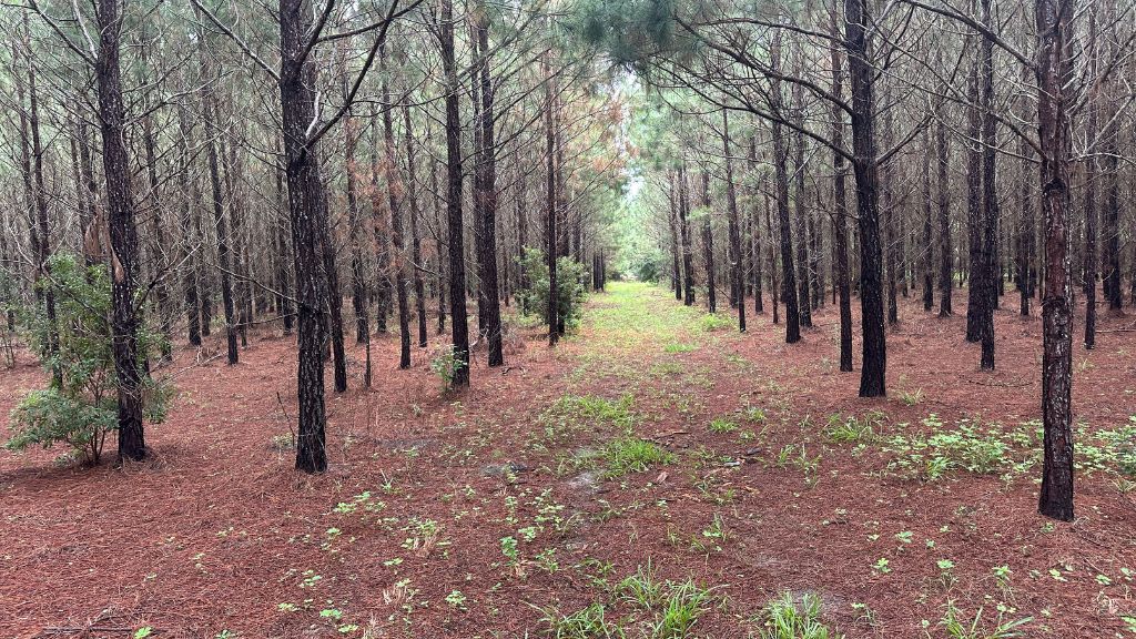 Hwy 67 Homesite Photo