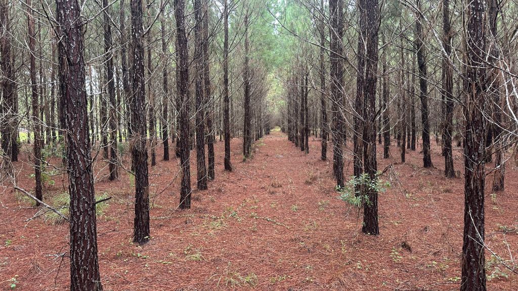 Hwy 67 Homesite Photo