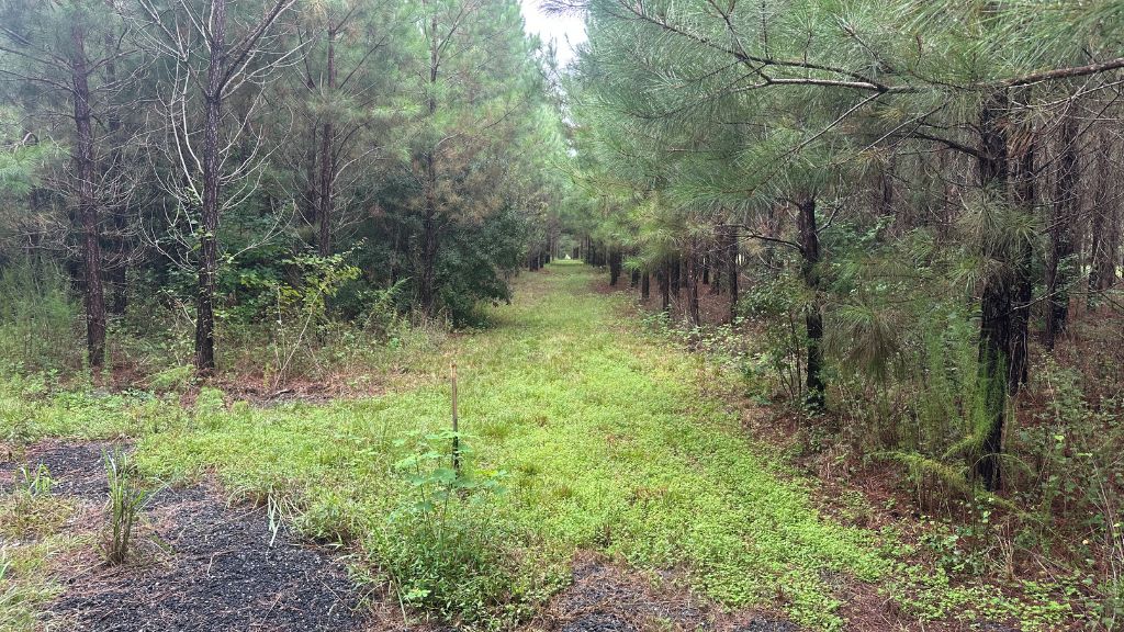 Hwy 67 Homesite Photo