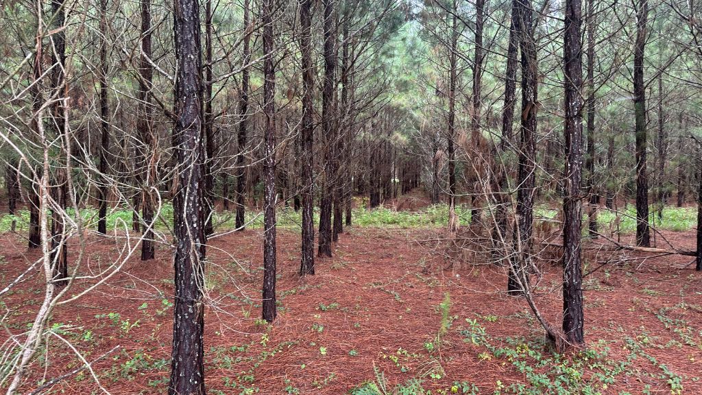 Hwy 67 Homesite Photo