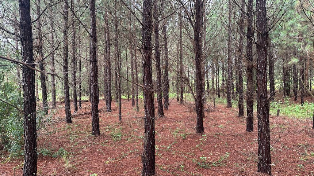 Hwy 67 Homesite Photo