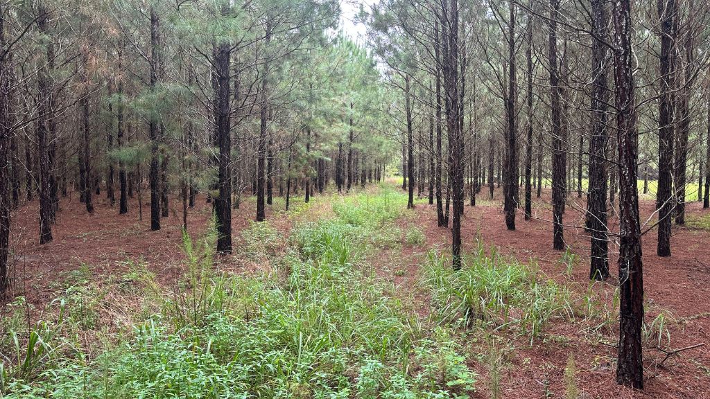 Hwy 67 Homesite Photo