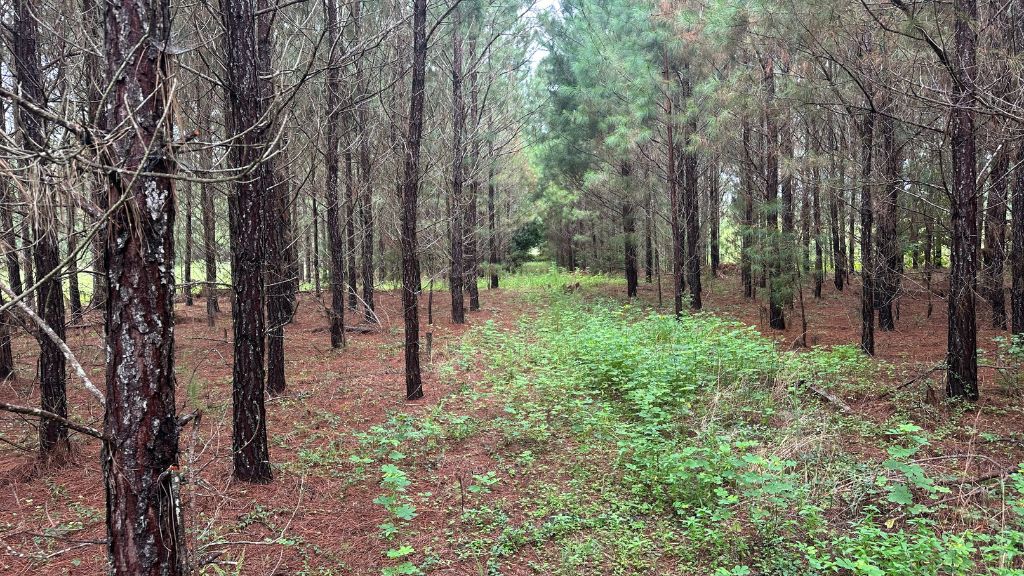 Hwy 67 Homesite Photo
