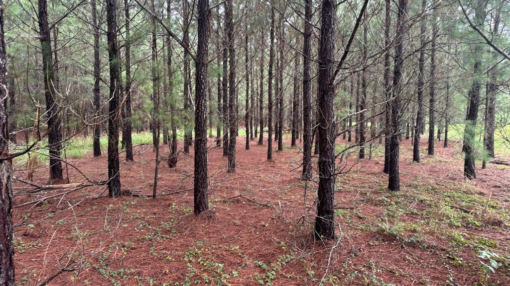 Hwy 67 Homesite Photo