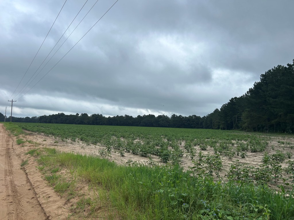 Twin Forks – Tract 2 Photo