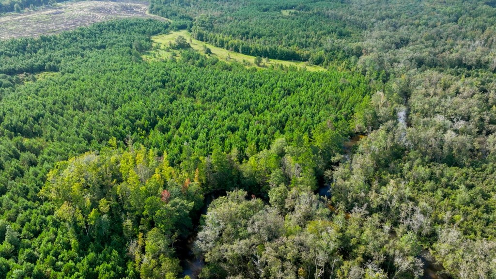 Double Creek Timber Photo