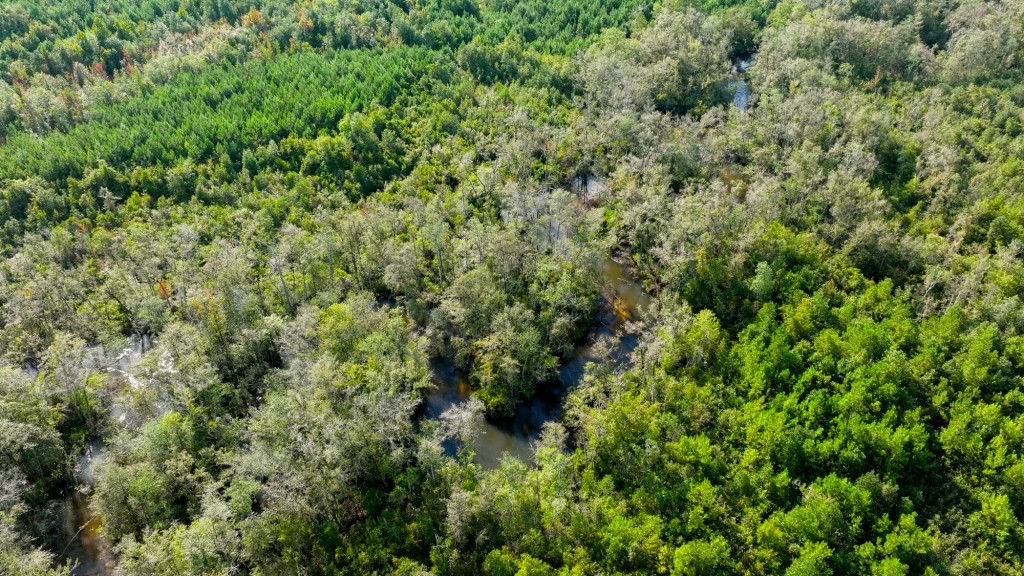 Double Creek Timber Photo