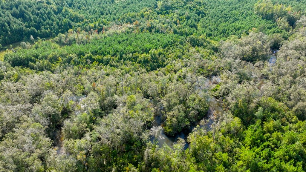 Double Creek Timber Photo