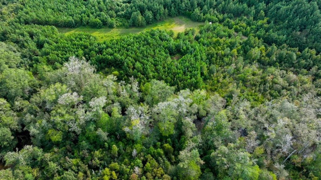 Double Creek Timber Photo