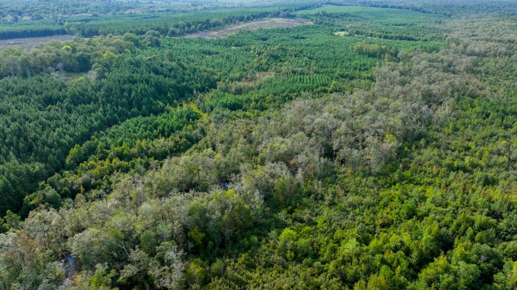 Double Creek Timber Photo