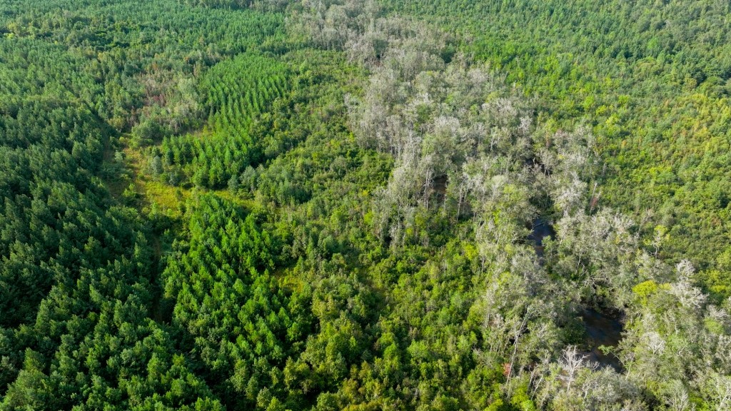 Double Creek Timber Photo
