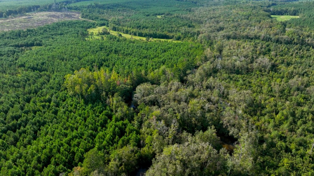 Double Creek Timber Photo