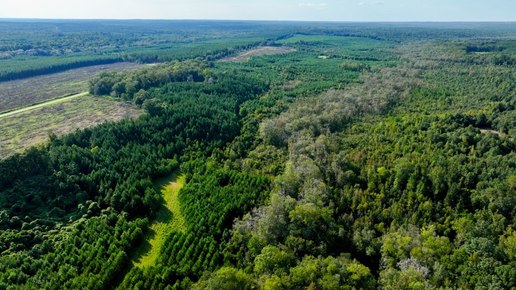 Double Creek Timber Photo