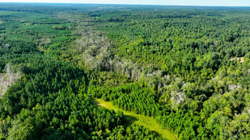 Double Creek Timber Photo