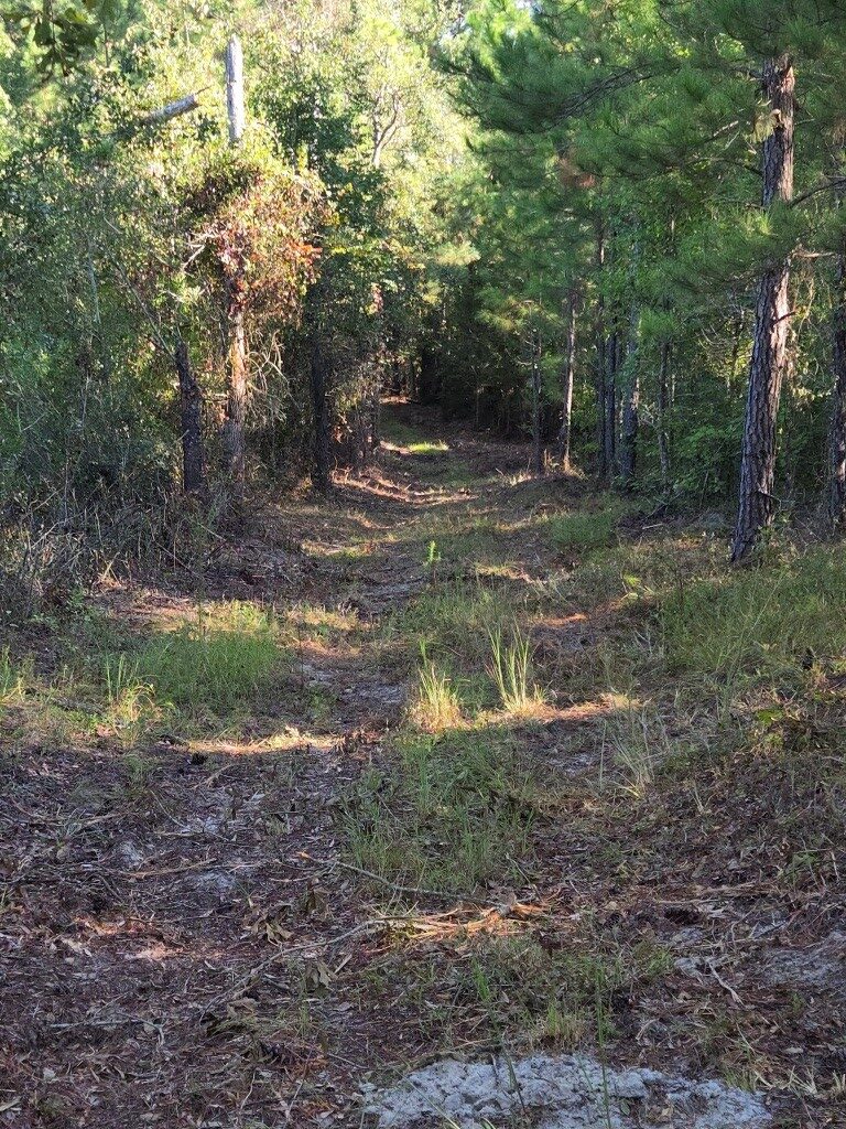 Mule Pen Creek Timber Photo