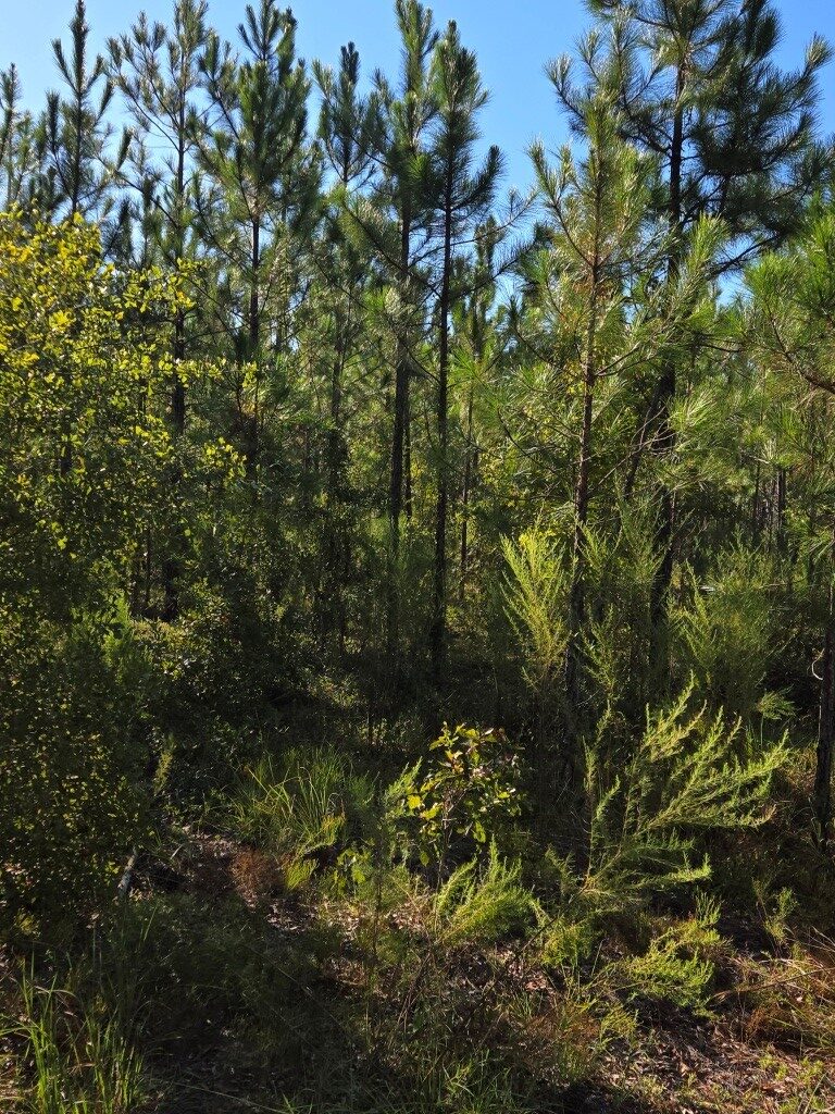 Mule Pen Creek Timber Photo