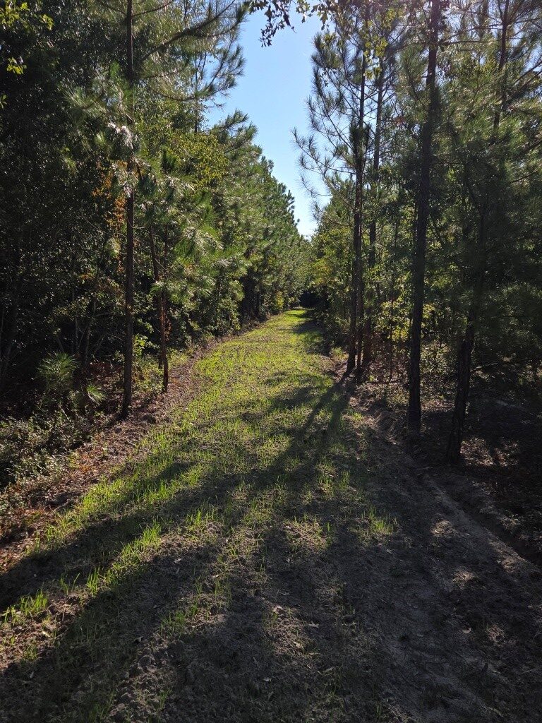 Mule Pen Creek Timber Photo
