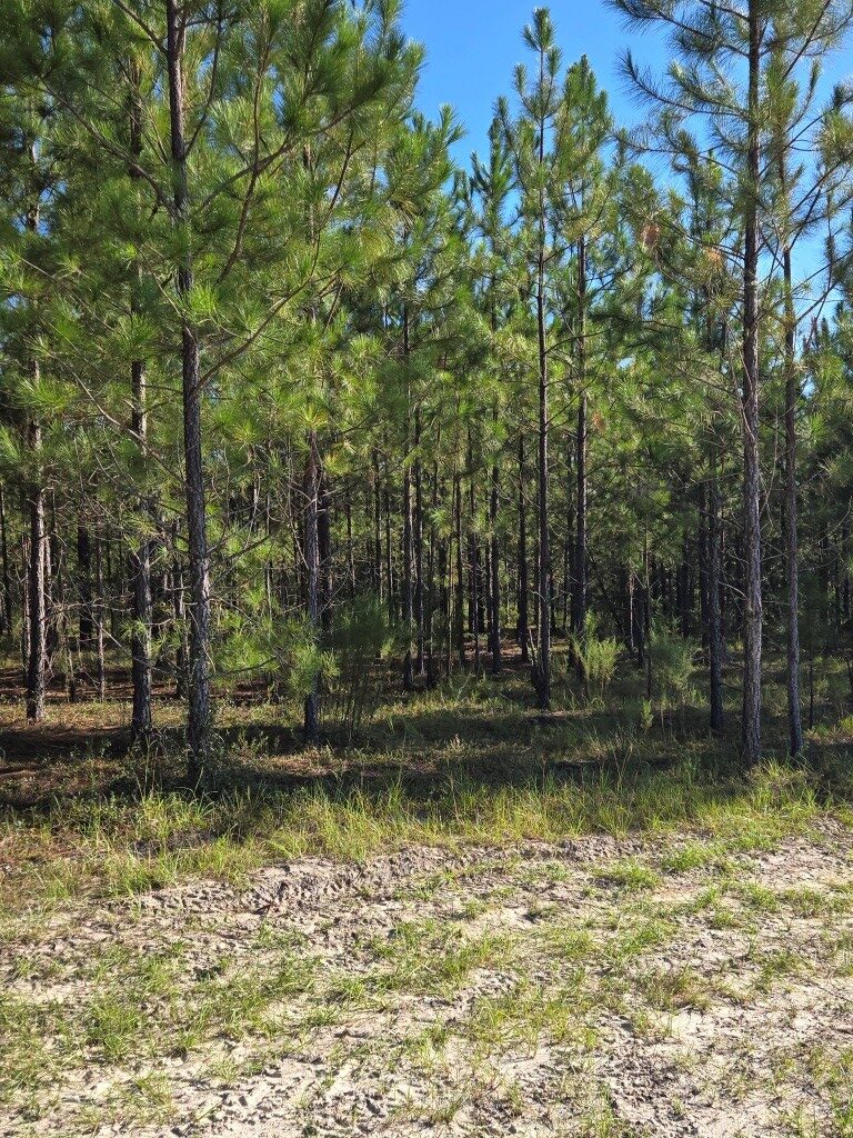 Mule Pen Creek Timber Photo