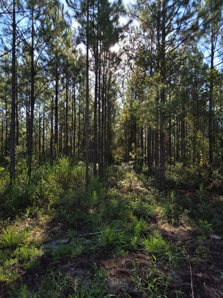 Mule Pen Creek Timber Photo
