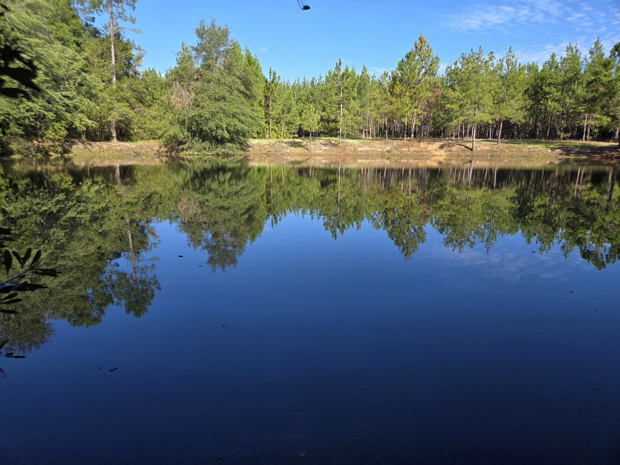 Mule Pen Creek Timber