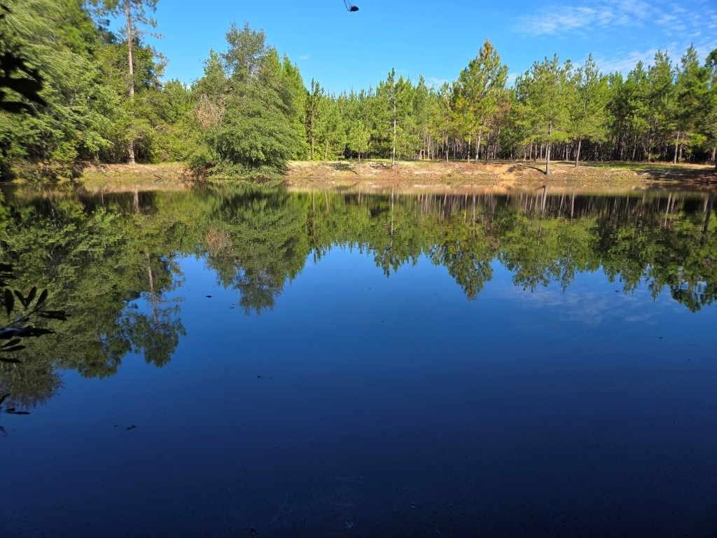 Mule Pen Creek Timber Photo