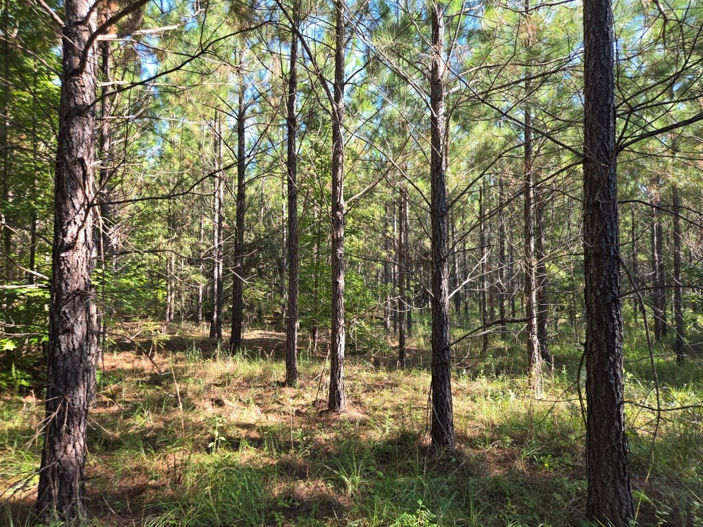 Mule Pen Creek Timber Photo