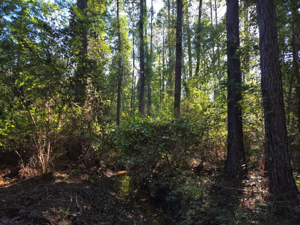 Mule Pen Creek Timber Photo