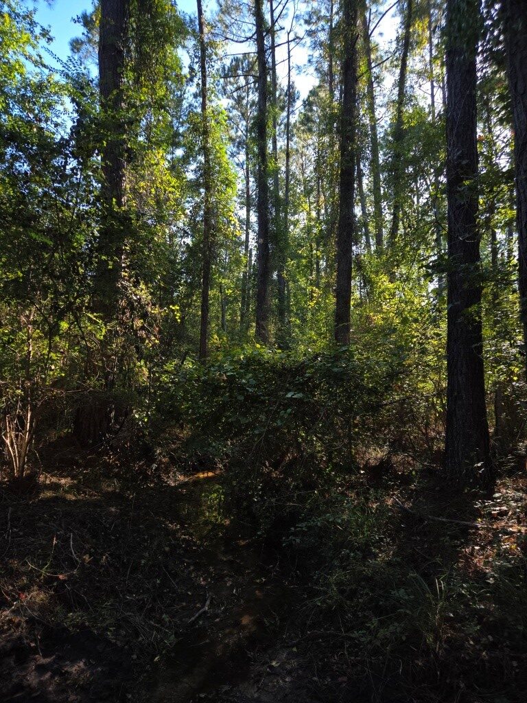 Mule Pen Creek Timber Photo