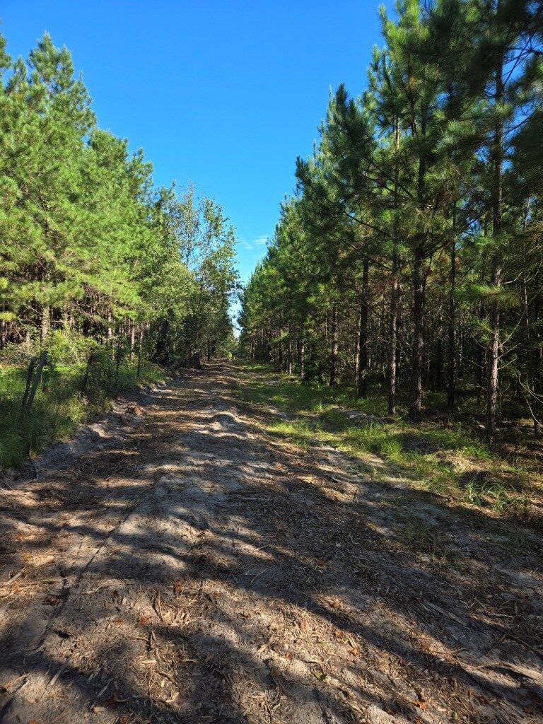 Mule Pen Creek Timber Photo