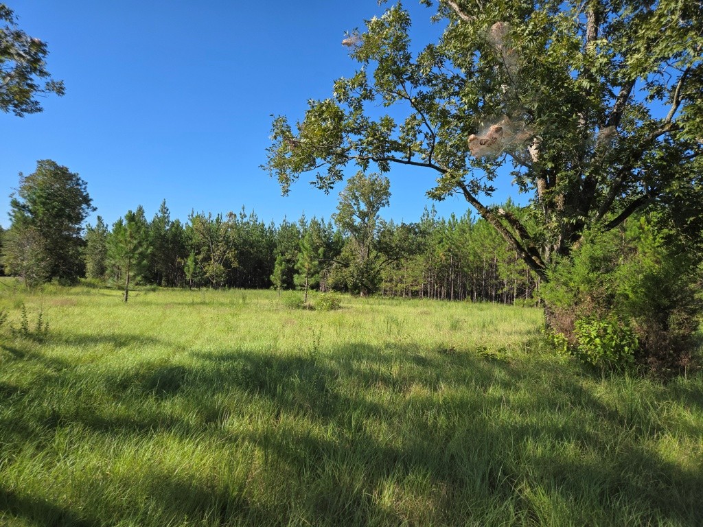 Mule Pen Creek Timber Photo