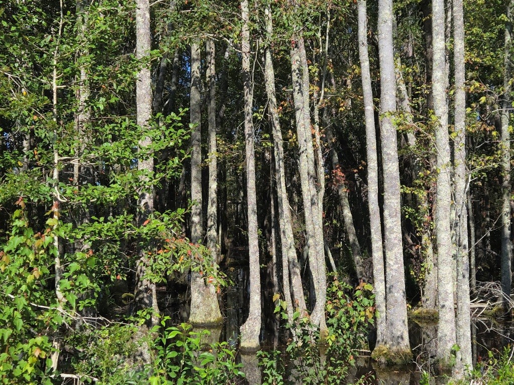 Mule Pen Creek Timber Photo