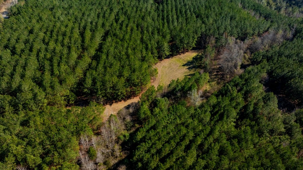 Double Creek Timber Photo