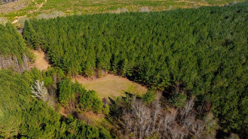 Double Creek Timber Photo