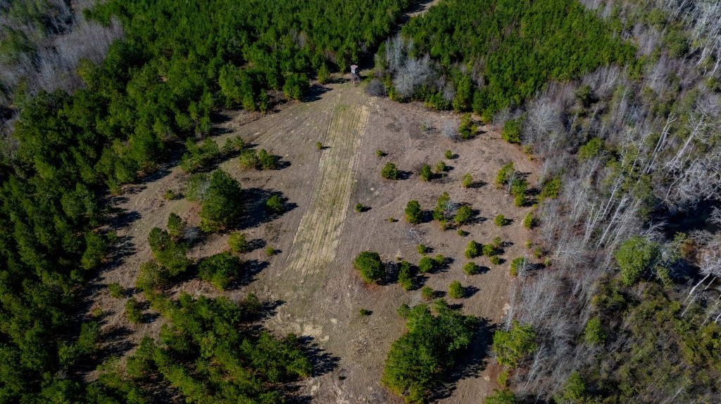 Double Creek Timber Photo