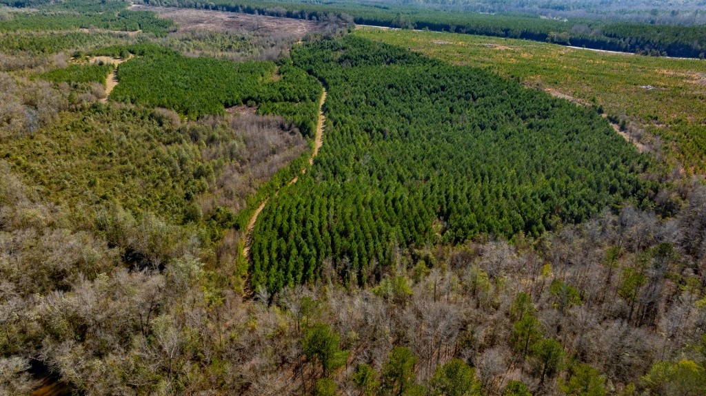 Double Creek Timber Photo