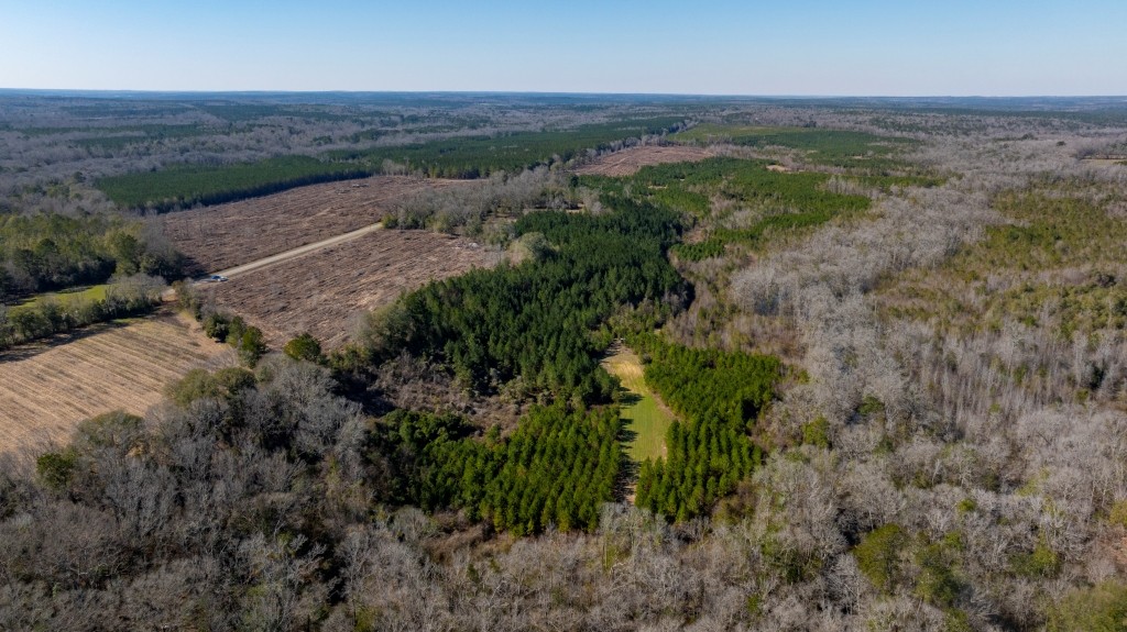Double Creek Timber Photo