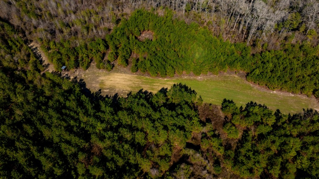 Double Creek Timber Photo